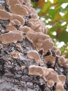 13th Nov 2012 - fungus 