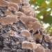 fungus  by mariadarby
