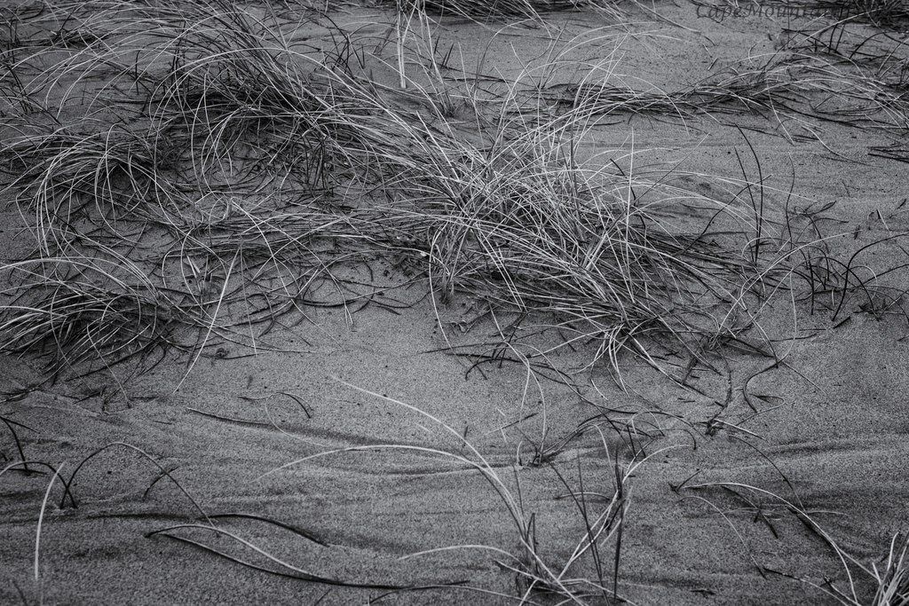Black and White Beach Grass by jgpittenger