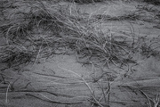 14th Nov 2012 - Black and White Beach Grass