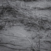 Black and White Beach Grass by jgpittenger