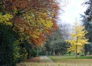 14th Nov 2012 - Autumn lingers on .....