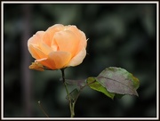 14th Nov 2012 - One of the last roses