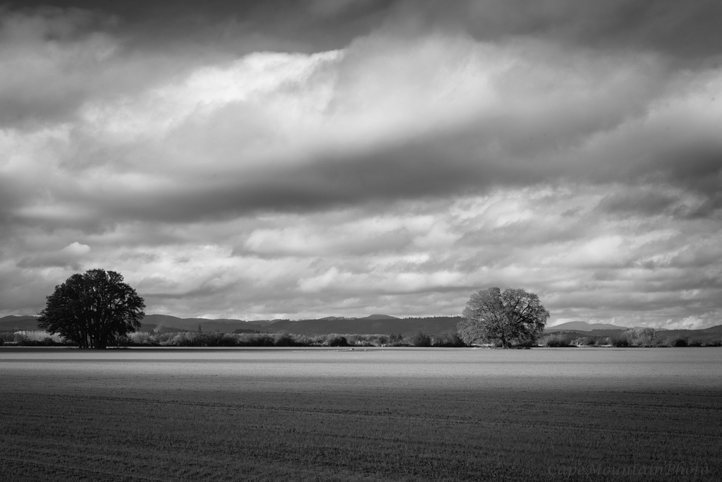 Black and White Two Trees in a Meadow by jgpittenger