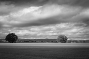 15th Nov 2012 - Black and White Two Trees in a Meadow