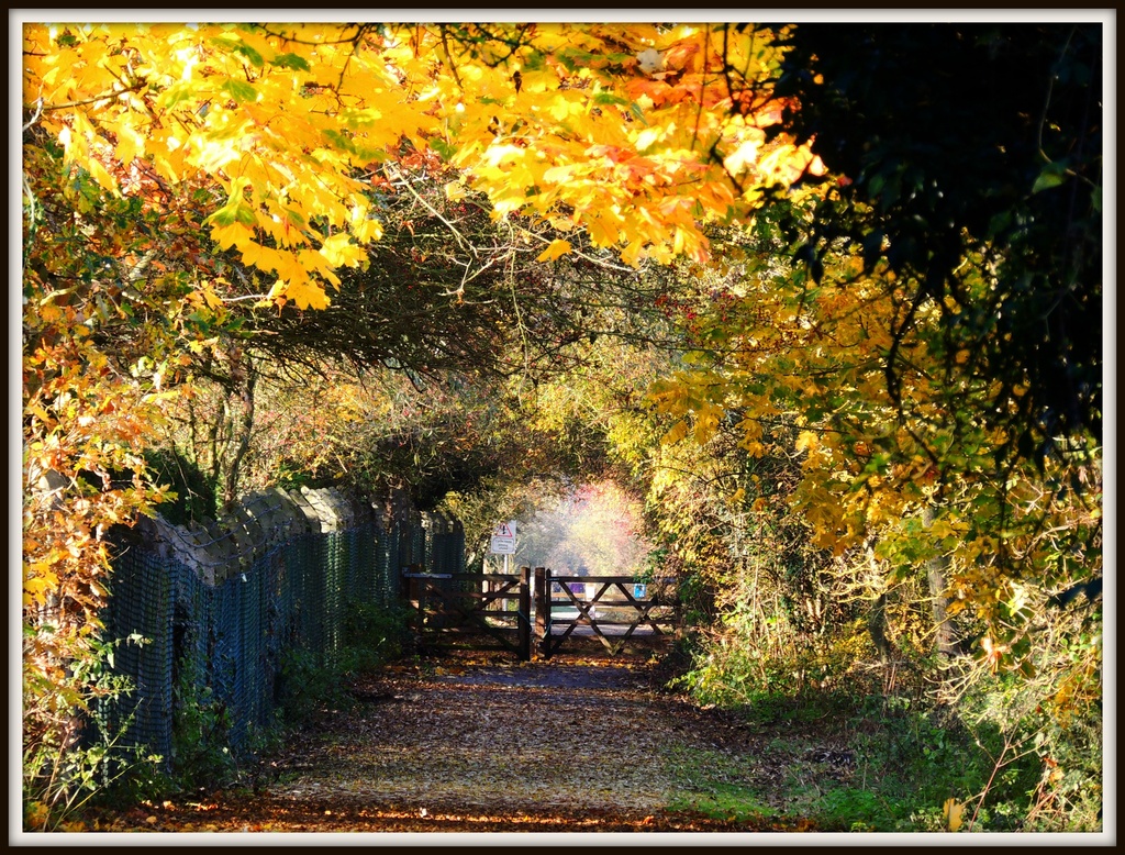 Autumn Path by rosiekind