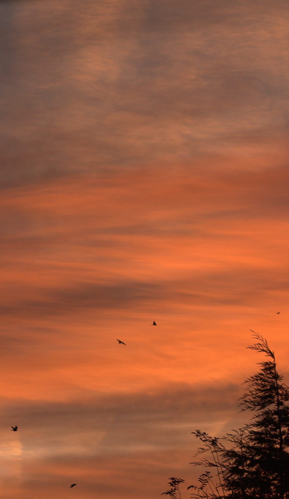 Sunrise with birds and treetop  by dulciknit