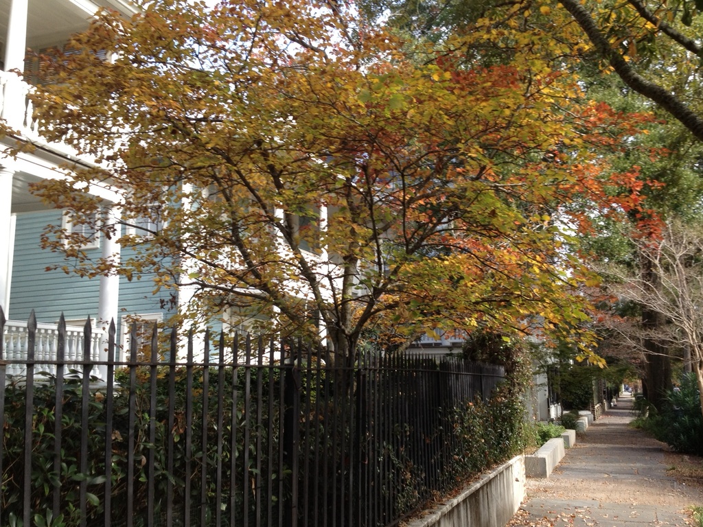 Autumn street scene, Wraggborough neighborhood, Charleston, SC by congaree