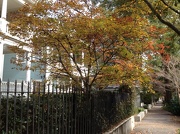 13th Nov 2012 - Autumn street scene, Wraggborough neighborhood, Charleston, SC