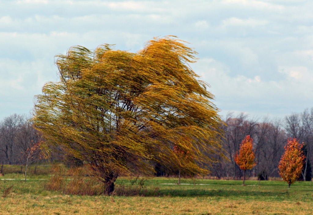 Blowing In The Wind by digitalrn