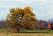 15th Nov 2012 - Blowing In The Wind