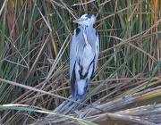 2nd Nov 2012 - Here's looking at you!