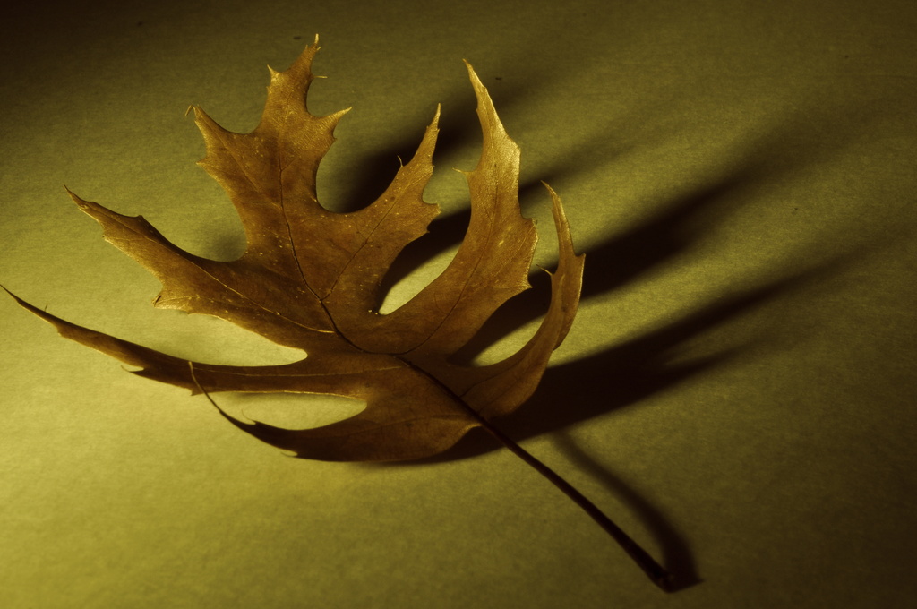 Oak Leaf by jayberg
