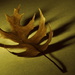 Oak Leaf by jayberg