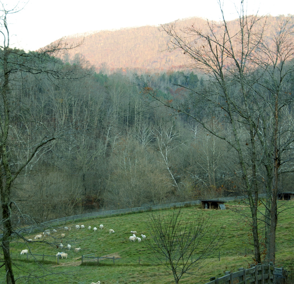 Sheep Pasture by kathyladley