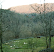 13th Nov 2012 - Sheep Pasture
