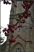 13th Nov 2012 - berries