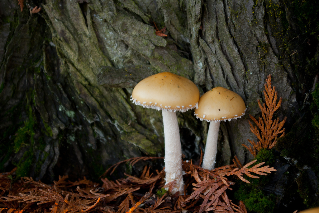 Cedar With Mushrooms by vickisfotos
