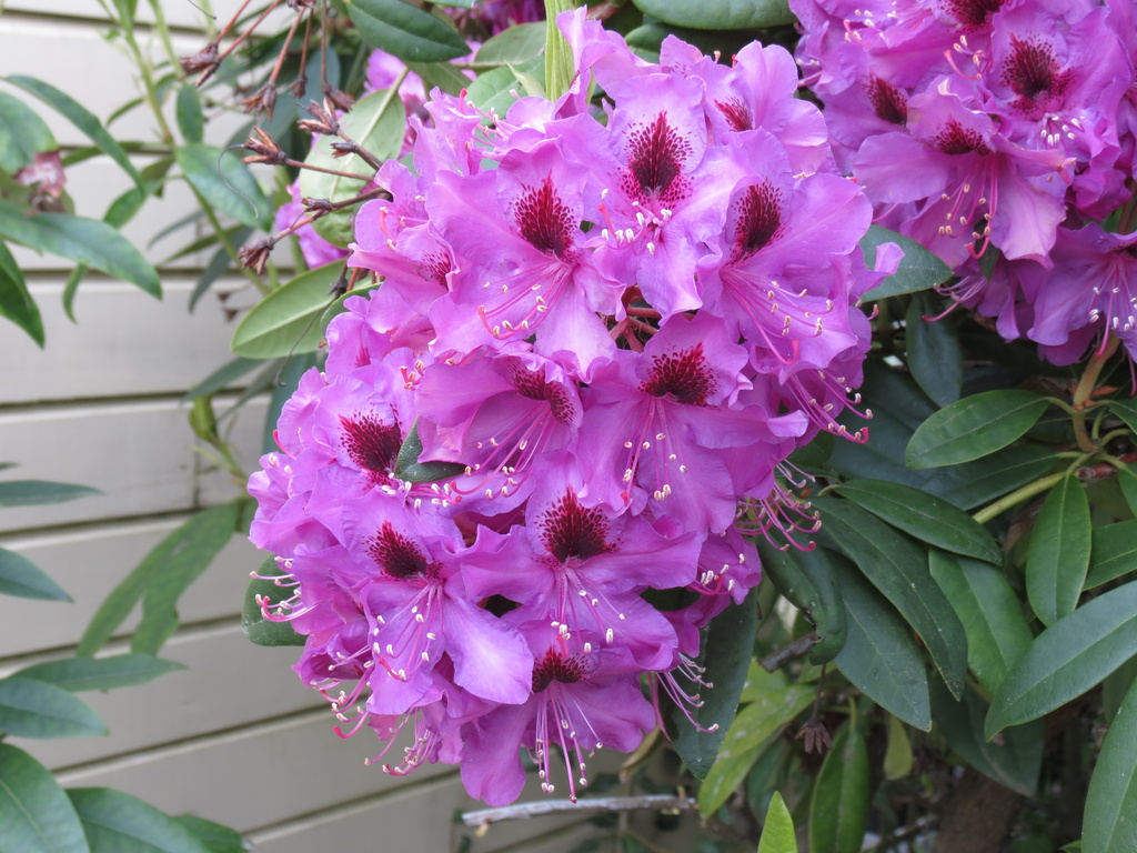 Rhododendron 'Bumblebee' by kiwiflora