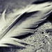 Abandoned Feather. by darrenboyj