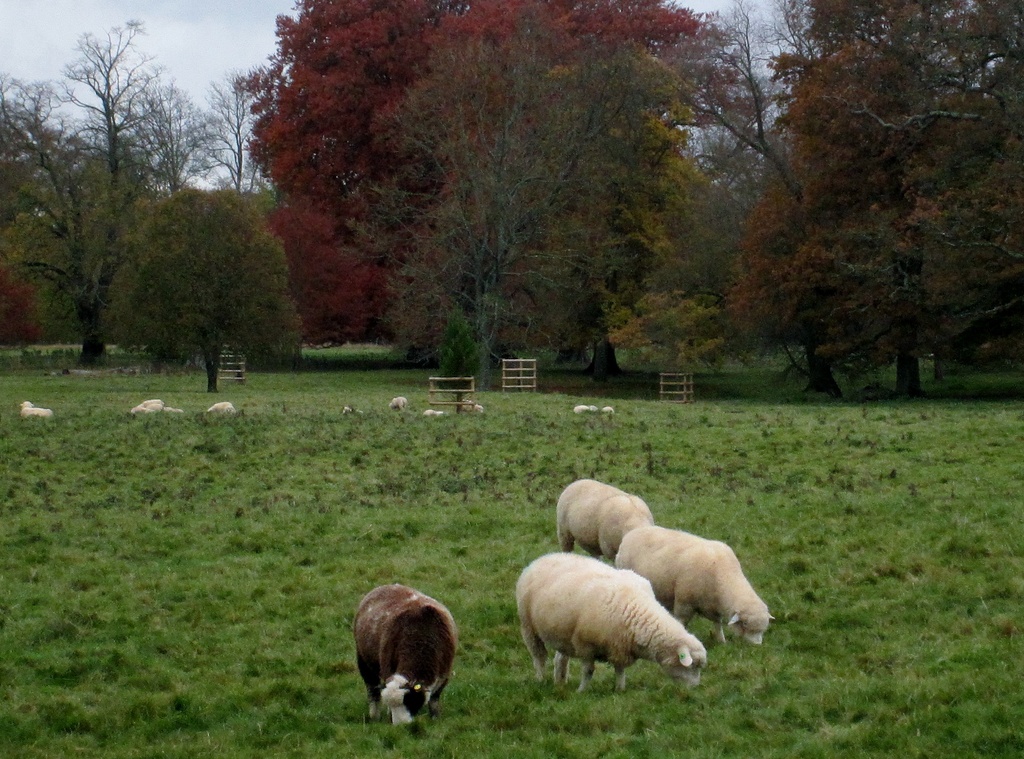 'Baa, baa, brown sheep' by quietpurplehaze