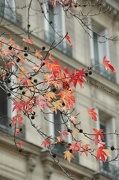 13th Nov 2012 - Autumn in Paris