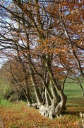15th Nov 2012 - Wobbly Tree v2
