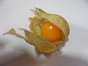 15th Nov 2012 - Goldenberry