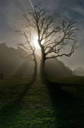 15th Nov 2012 - Misty Morning Tree