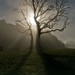 Misty Morning Tree by harveyzone
