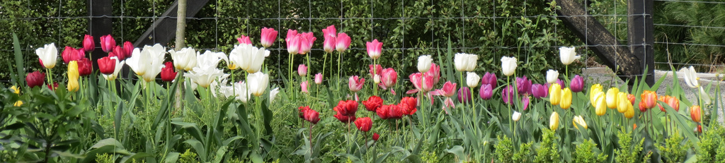 My Tulip Garden by kiwiflora