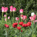 My Tulip Garden by kiwiflora