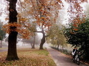 15th Nov 2012 - Misty morning