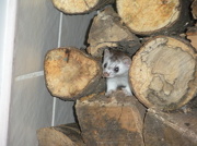 10th Nov 2012 - My Indoor Weasel