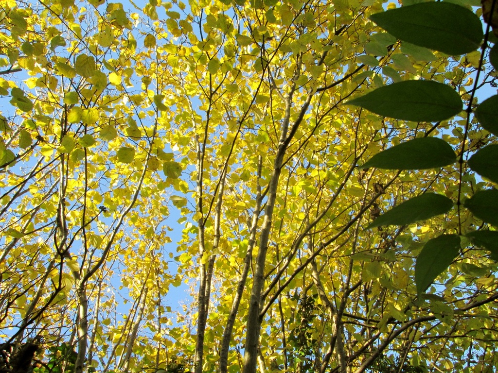 more yellow - hazel trees in the fall by quietpurplehaze