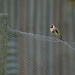 European Goldfinch by wenbow
