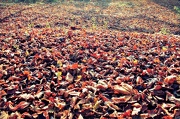 16th Nov 2012 - "Sea of Leaves"