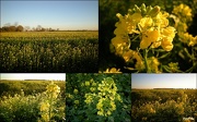 16th Nov 2012 -  Sinapis alba -Mustard flowers/fields
