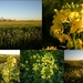  Sinapis alba -Mustard flowers/fields by pyrrhula