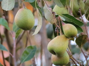 16th Nov 2012 - P for Pear