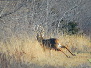 16th Nov 2012 - Buck
