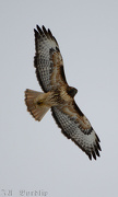 18th Nov 2012 - Hawk