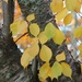 Yellow leaves by tara11