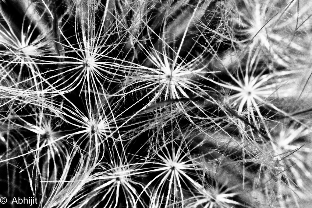 Dandelion abstract by abhijit