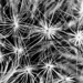 Dandelion abstract by abhijit
