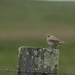 Pipit on a Post by wenbow