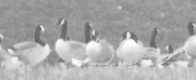 16th Nov 2012 - Grey Goose
