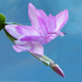 Early Christmas Cactus by janturnbull
