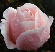 17th Nov 2012 - November Rose