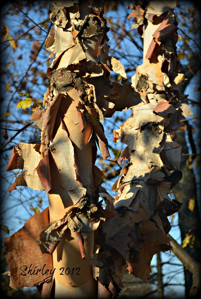 paper birch by mjmaven